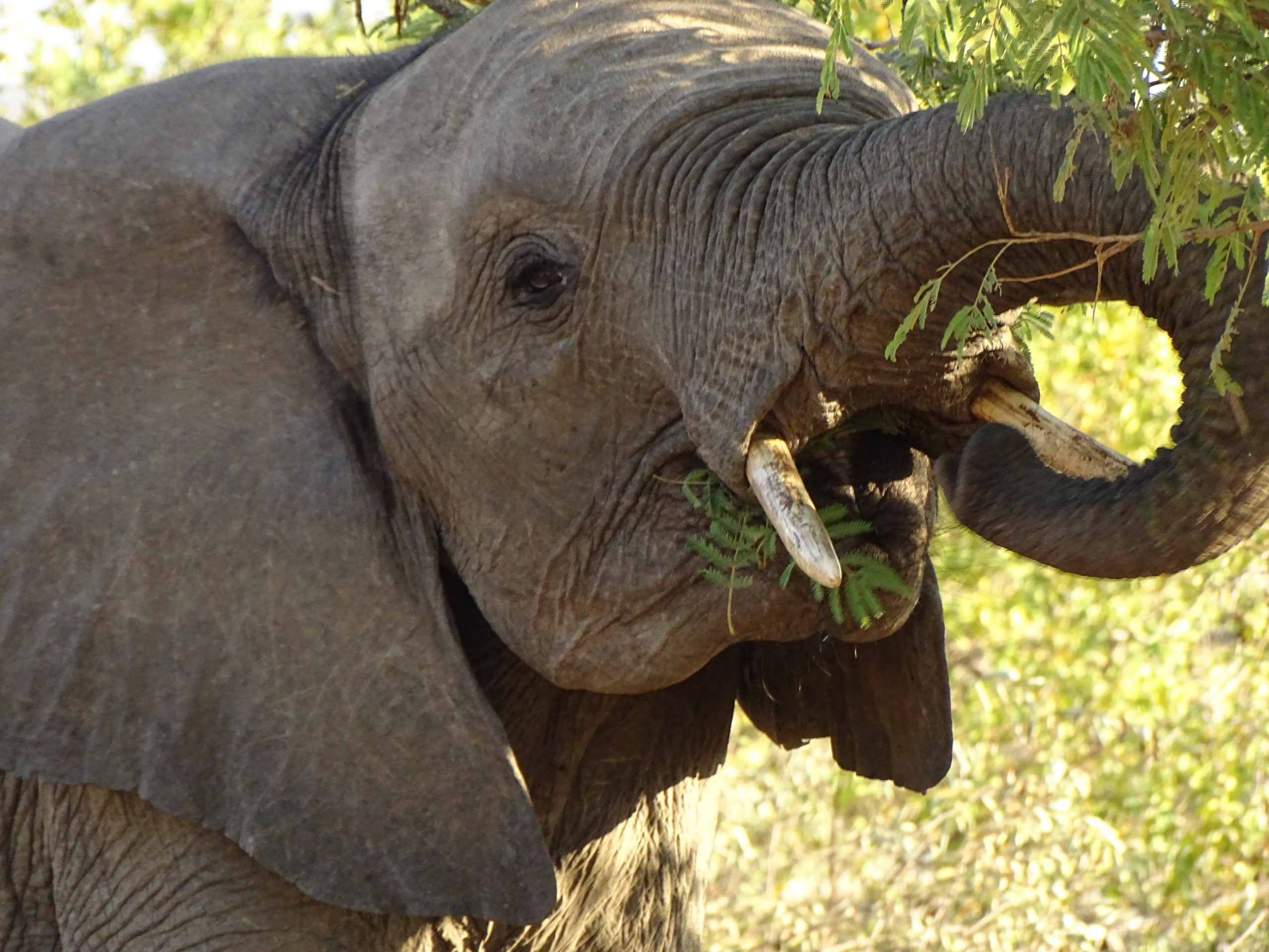 Baby elephant eating from the tree