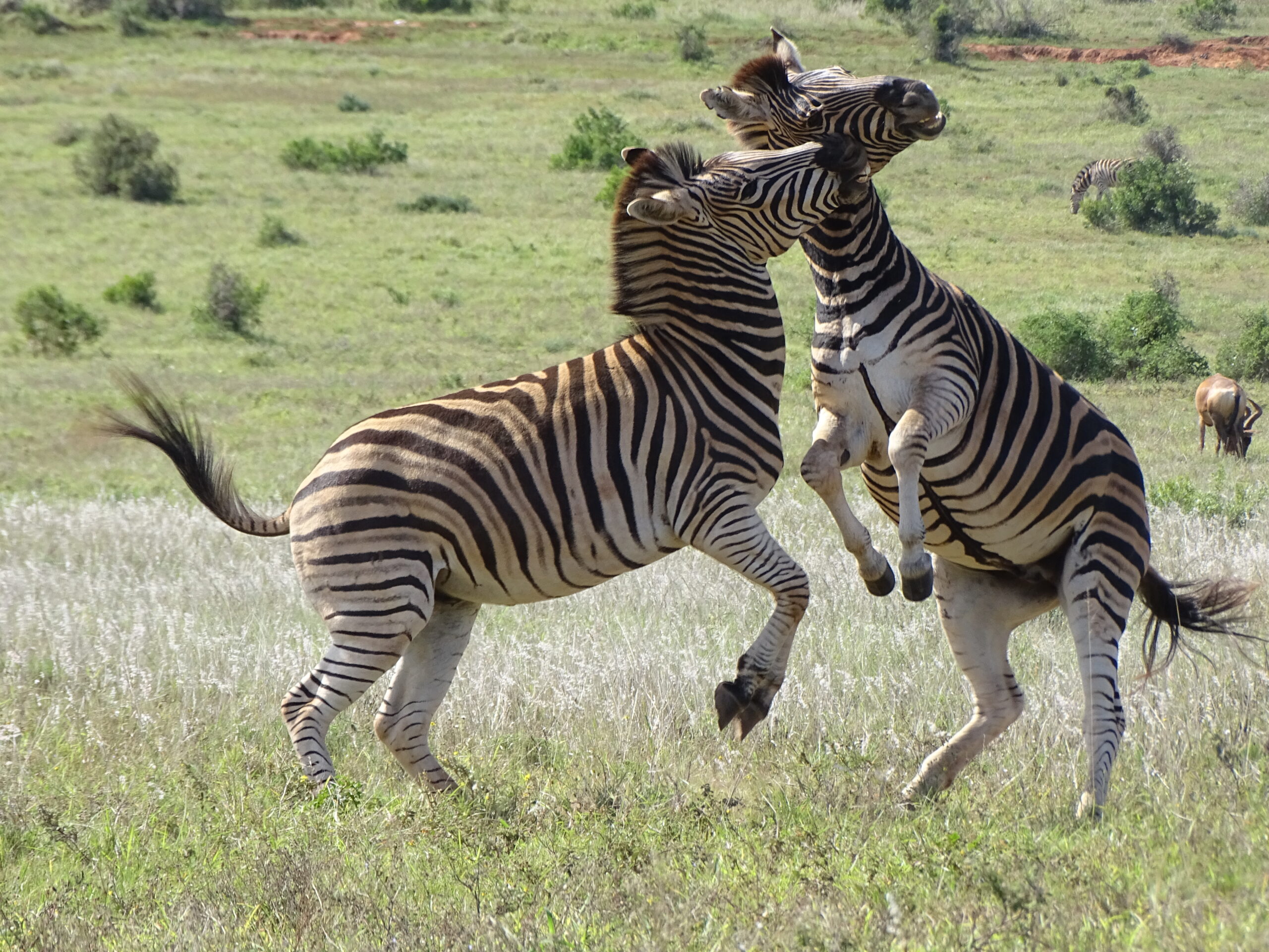 Zebra's in Addo Elephant National Park