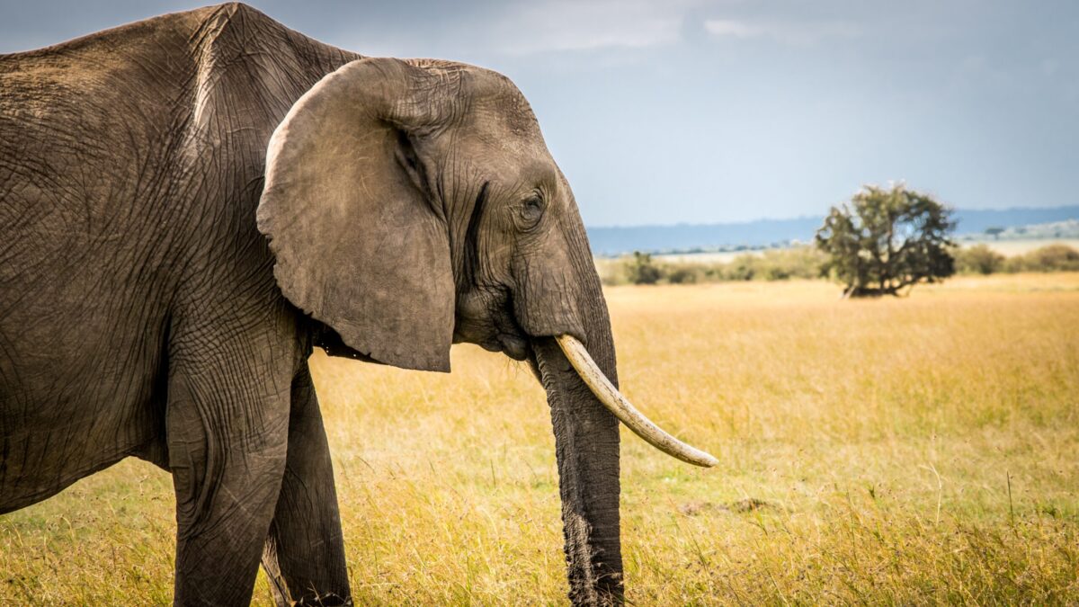 Olifant in Zuid-Afrika