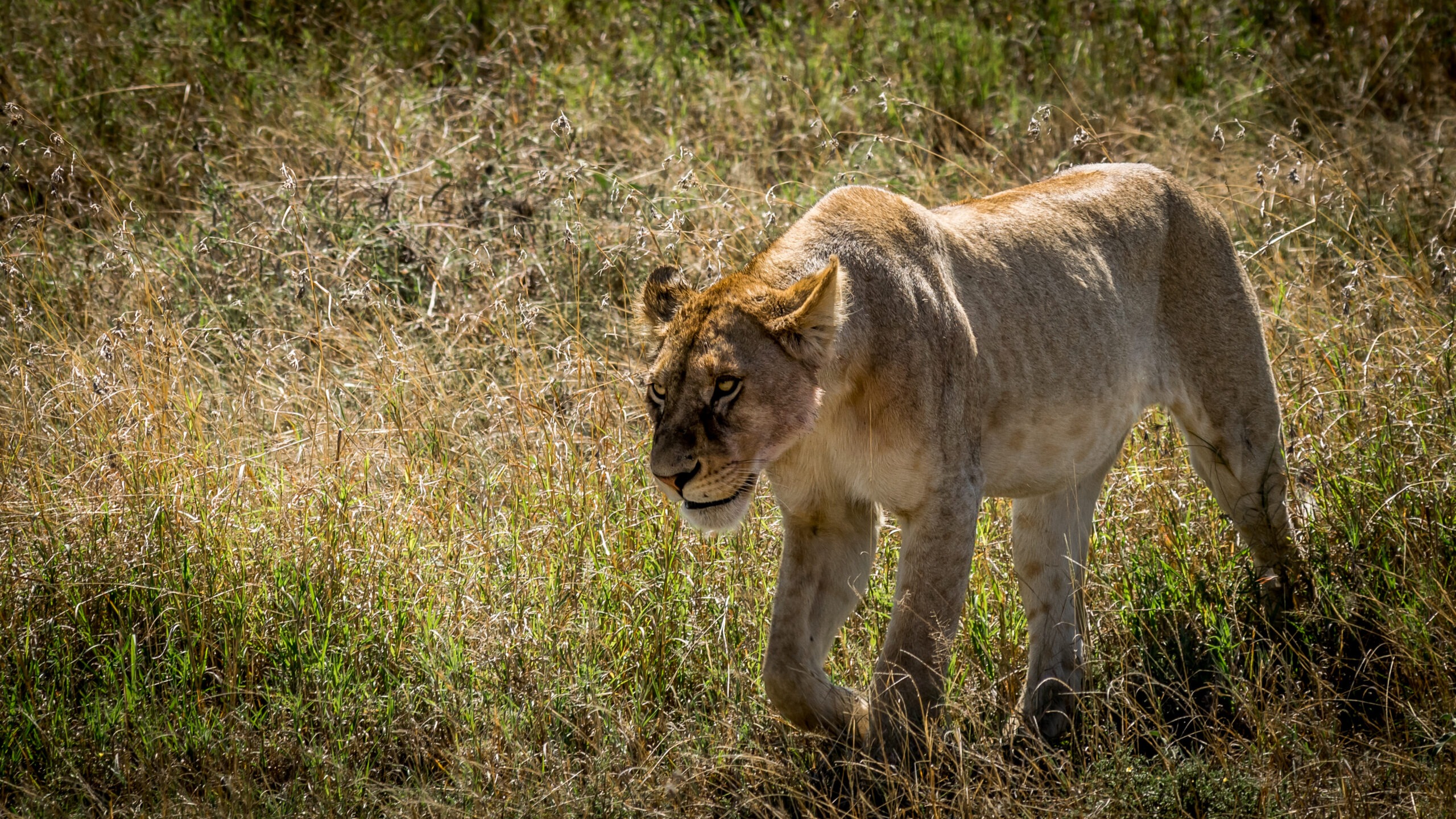 Leeuw - Big 5 in Afrika