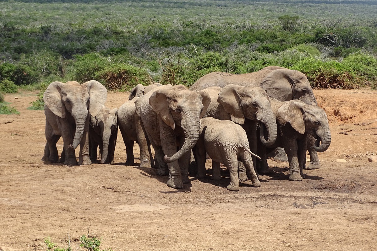 Olifanten in het Addo National Park in Zuid-Afrika