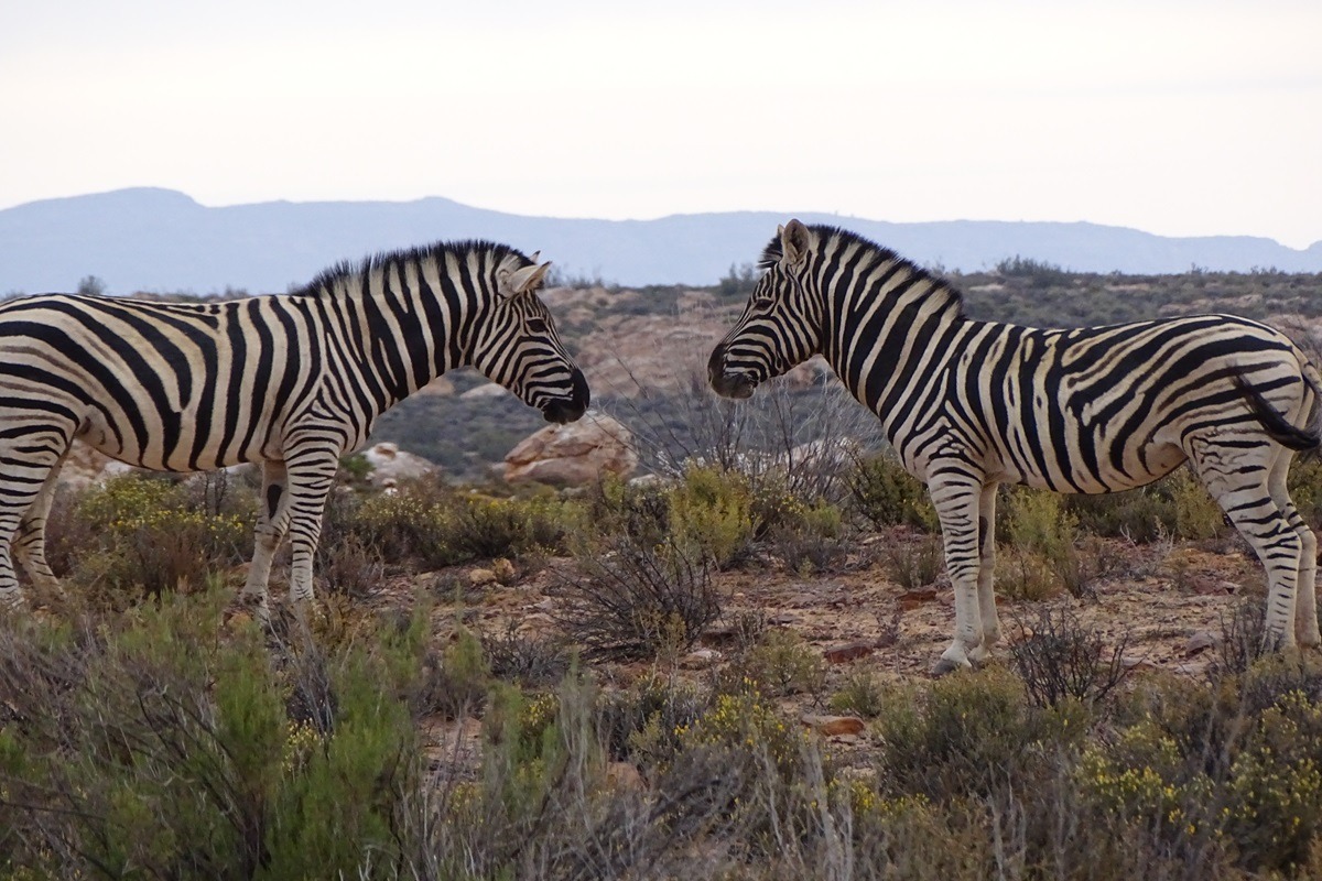 Zebra staarwedstrijd in Zuid-Afrika