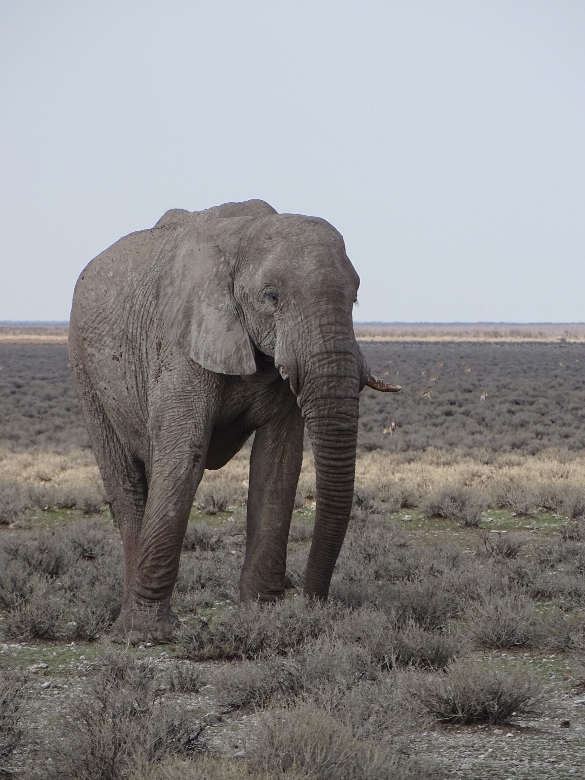 Olifant in Etosha National Park