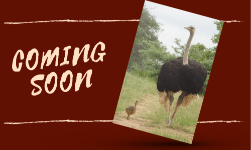 Coming soon - struisvogel