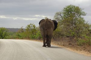 Olifant op de weg in het Kruger Park in Zuid-Afrika