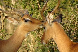 Springbok tijdens het broedseizoen in het Kruger Park