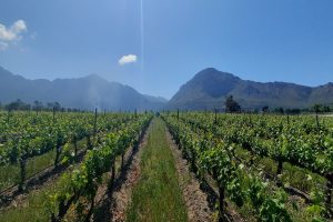 Franschhoek wijnlanden in Zuid-Afrika