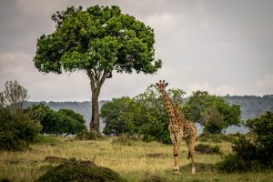 Giraf in Afrika