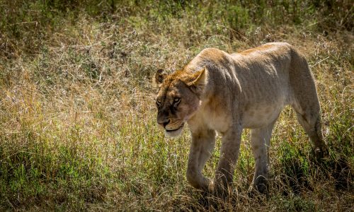 Leeuw - Big 5 in Afrika