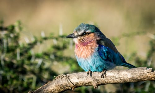 Lilal-breasted roller - kleurrijke vogel in Zuid-Afrika