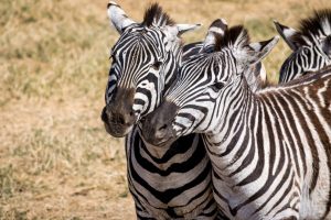 Zebra's in Afrika