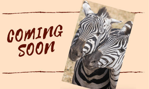 Coming soon - zebra